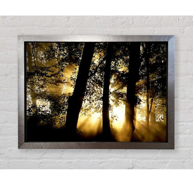 Silveren Sun Beam Forest - Print Bright Star Size: 42cm H x 59.7cm W x 3.4cm D on Productcaster.