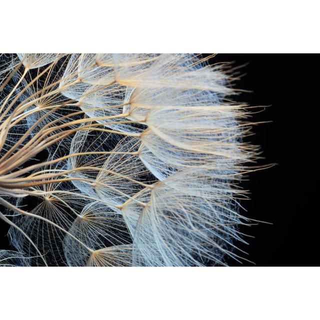 Dandelion by Ihsanyildizli - No Frame Print on Canvas Metro Lane Size: 20cm H x 30cm W on Productcaster.