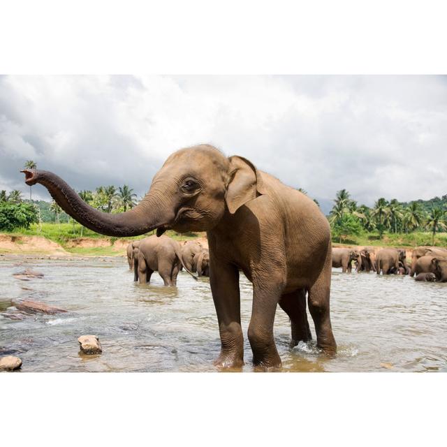 Elephants In River - Print 17 Stories Size: 30cm H x 46cm W x 3.8cm D on Productcaster.