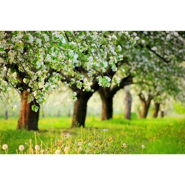 Spring Orchard Trees by Konradlew - No Frame Art Prints on Canvas 17 Stories Size: 30cm H x 46cm W on Productcaster.