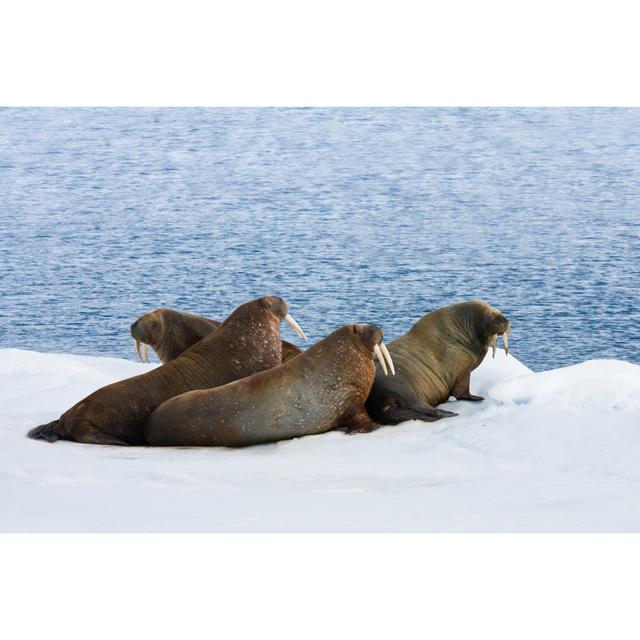 Humnoke Walrus Lying On Snow - Print Latitude Run Size: 20cm H x 30cm W x 3.8cm D on Productcaster.