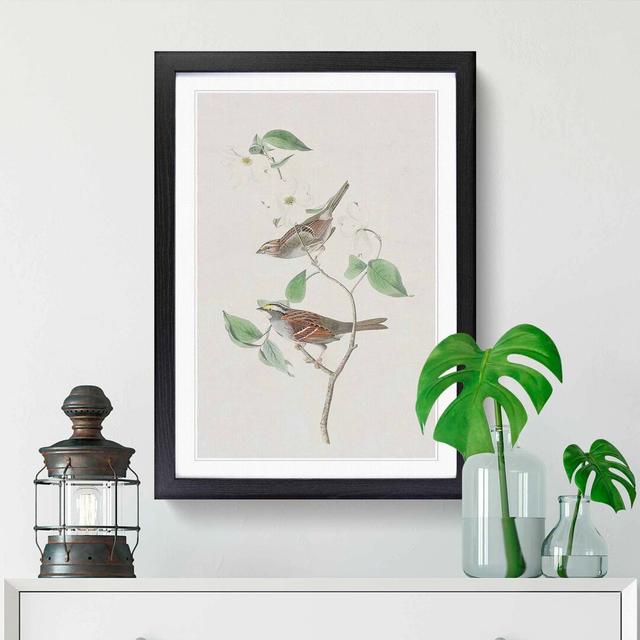 White-Throated Sparrow by John Audubon - Picture Frame Painting Print East Urban Home Frame Option: Black Framed, Size: 48cm H x 36cm W x 2cm D on Productcaster.