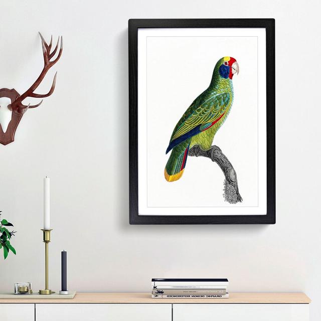 Red-and-Blue Amazon Parrot by F. Levaillant - Picture Frame Painting Print East Urban Home Frame Option: Black Framed, Size: 48cm H x 36cm W x 2cm D on Productcaster.