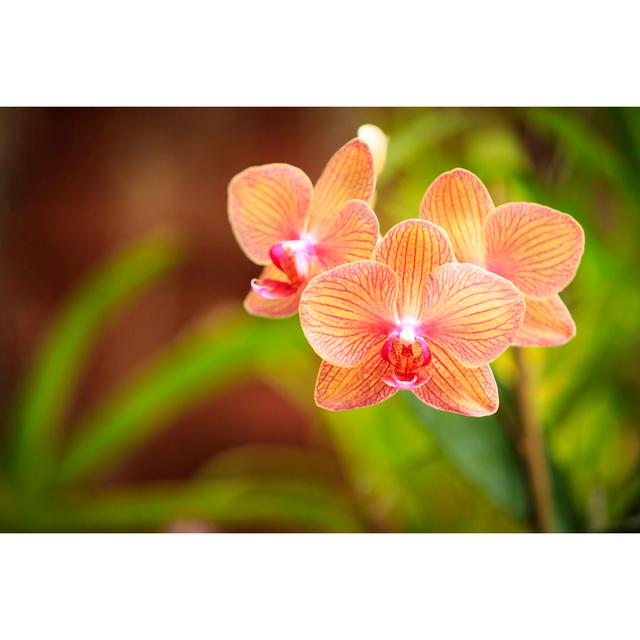 Colourful Orchid Flowers by Adam Smigielski - No Frame Print on Canvas 17 Stories Size: 30cm H x 46cm W on Productcaster.