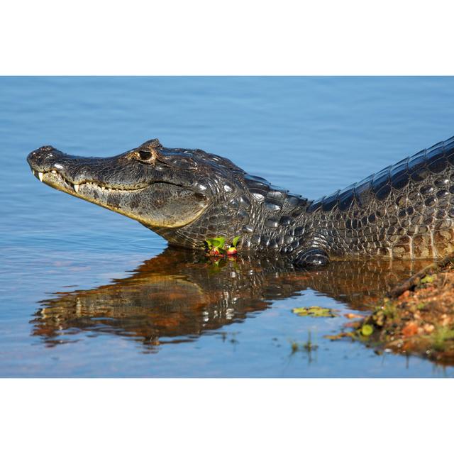 Closeup Of Caiman von Thejack - No Frame Print auf Leinwand ModernMoments Größe: 50 cm H x 75 cm B on Productcaster.