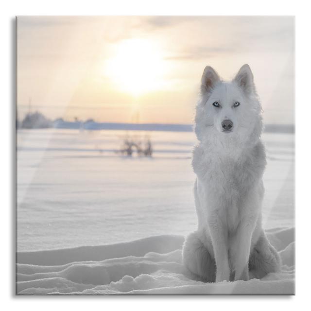 White Wolf in the Snow - Unframed Photograph on Glass Alpen Home Size: 60cm H x 60cm W x 0.4cm D on Productcaster.