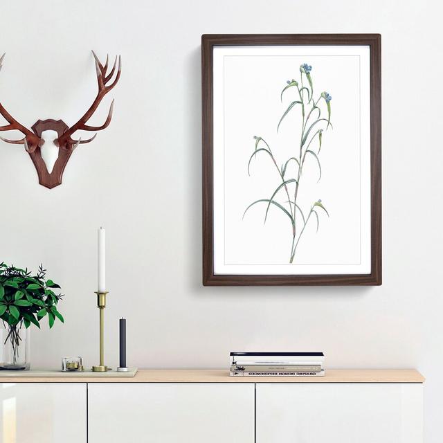 Birdbill Dayflower by Pierre-Joseph Redoute - Picture Frame Painting Print East Urban Home Frame Option: Walnut Framed, Size: 36cm H x 27cm W x 2cm D on Productcaster.