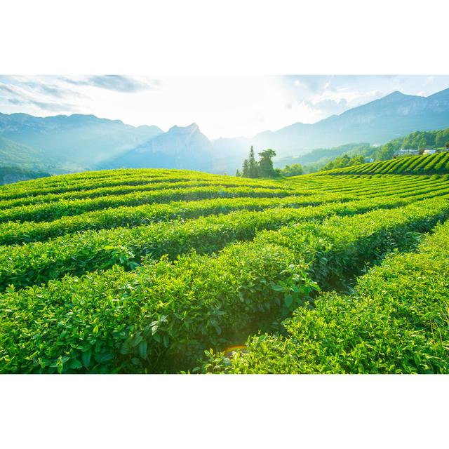 Tea Plantation Field by Xijian - Wrapped Canvas Art Prints Alpen Home Size: 81cm H x 122cm W on Productcaster.