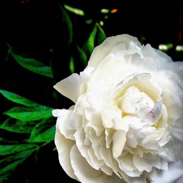 White Peony by Michelle Calkins - Wrapped Canvas Art Prints Latitude Run Size: 91cm H x 91cm W on Productcaster.