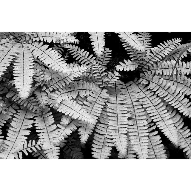 Fern IV by Jim Christensen - Wrapped Canvas Photograph 17 Stories Size: 20cm H x 30cm W on Productcaster.