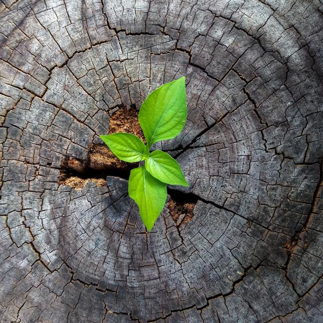 Glison Plant Growing In Tree Stump - Wrapped Canvas Print Latitude Run Size: 30cm H x 30cm W x 3.8cm D on Productcaster.