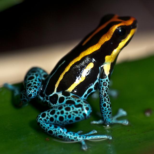 Poison Dart Frog Sitting on a Leaf - Wrapped Canvas Photograph Ebern Designs Size: 91cm H x 91cm W x 3.8cm D on Productcaster.