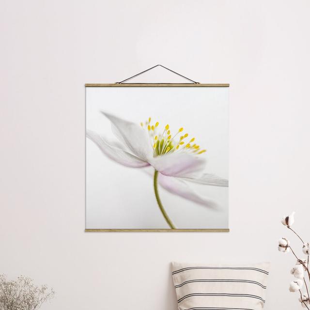 Nemorosa - Photograph Print Ebern Designs Size: 80cm H x 80cm W x 0.3cm D on Productcaster.