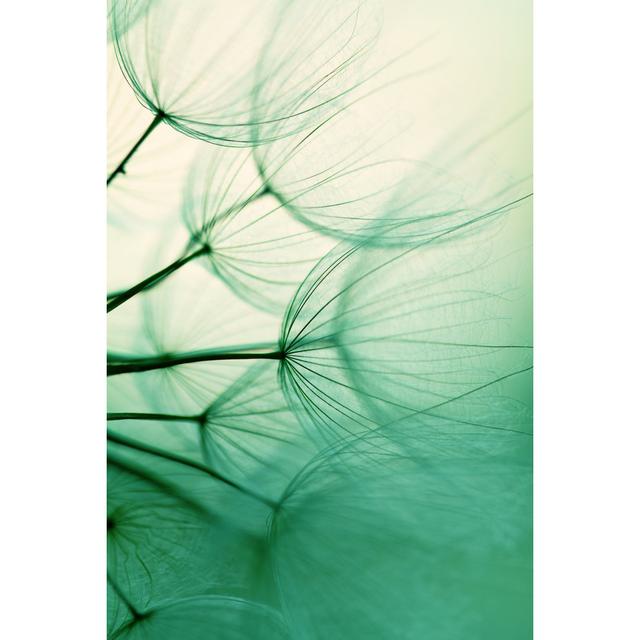 Dandelion Seed by Jasmina007 - No Frame Art Prints on Canvas 17 Stories Size: 76cm H x 51cm W on Productcaster.