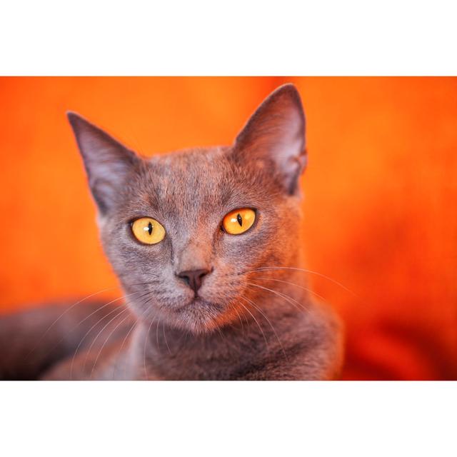 Blue Russian Cat by Drbouz - No Frame Print on Canvas Latitude Run Size: 30cm H x 46cm W on Productcaster.