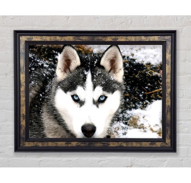 Siberian Husky Wolf - Single Picture Frame Print Bright Star Size: 100cm H x 141.4cm W x 8cm D on Productcaster.