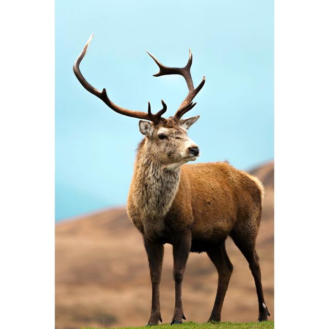 Scotish Red Deer Stag by Tony_Herbert - Wrapped Canvas Photograph Alpen Home Size: 30cm H x 20cm W on Productcaster.