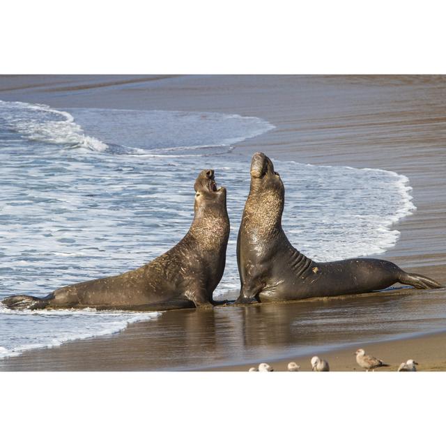 Fighting Elephant Seals Highland Dunes Size: 30cm H x 46cm W x 3.8cm D on Productcaster.