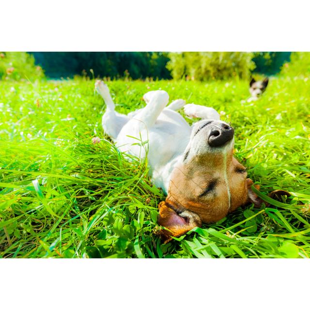 Dog Siesta at Park by Damedeeso - Wrapped Canvas Photograph Ebern Designs Size: 20cm H x 46cm W x 3.8cm D on Productcaster.