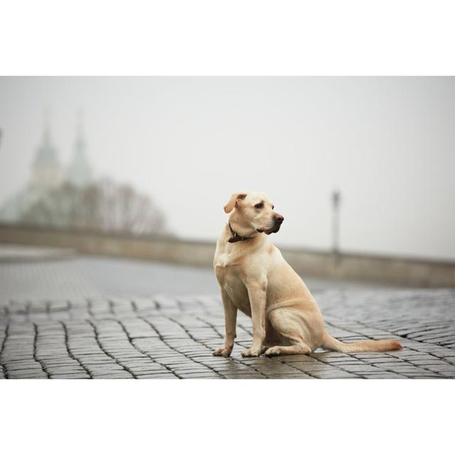 Lonely Dog - Wrapped Canvas Print Ebern Designs Size: 81cm H x 122cm W x 3.8cm D on Productcaster.