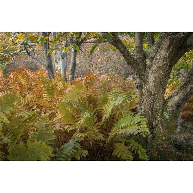 Autumn Ferns by Danny Head - Wrapped Canvas Photograph Print Union Rustic Size: 61cm H x 91cm W on Productcaster.