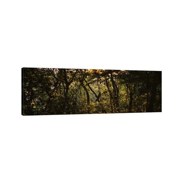 Sunset Over A Forest - Wrapped Canvas Panoramic Print Union Rustic Size: 24cm H x 72cm W x 2cm D on Productcaster.