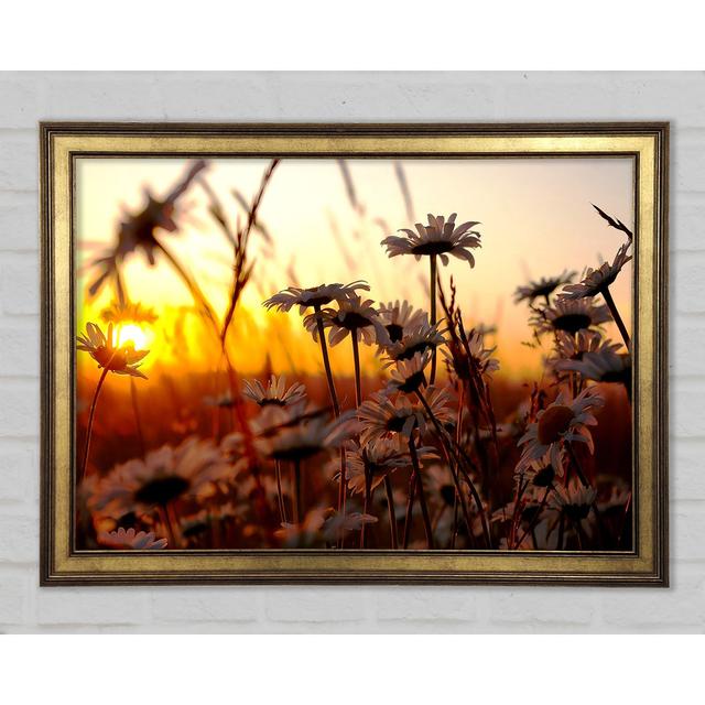 Daisies At Sunset - Print Latitude Run Size: 84.1cm H x 118.9cm W x 1.5cm D on Productcaster.