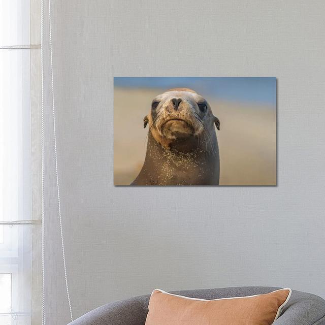 California Sea Lion, La Jolla, California by Tim Fitzharris - Wrapped Canvas Print Latitude Run Size: 45.72cm H x 66.04cm W x 1.91cm D on Productcaster.