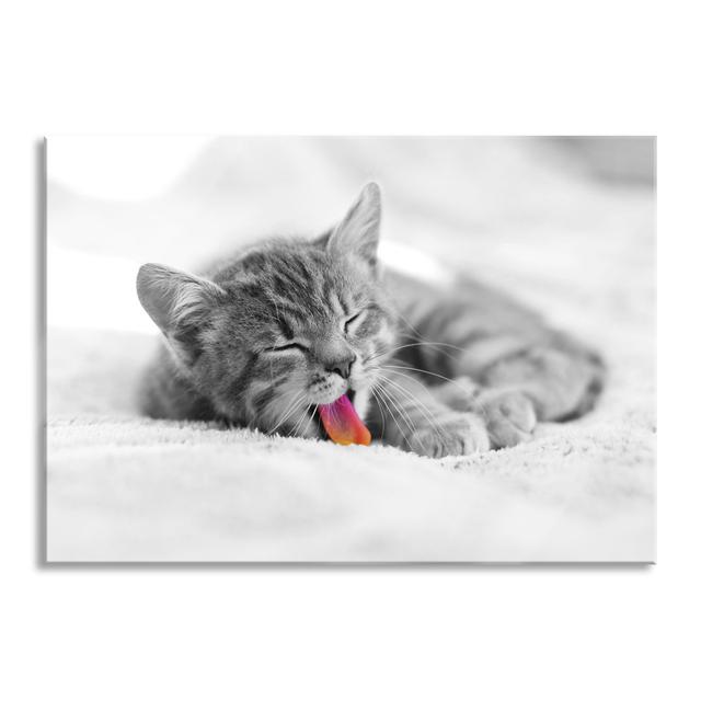 Small Yawning Kitten - Unframed Photograph on Glass Brayden Studio Size: 60cm H x 80cm W x 0.4cm D on Productcaster.