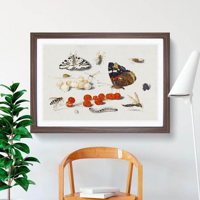 Butterfly Caterpillar and Moth by Jan Van Kessel - Picture Frame Painting East Urban Home Frame Option: Walnut Framed, Size: 27cm H x 36cm W x 2cm D on Productcaster.