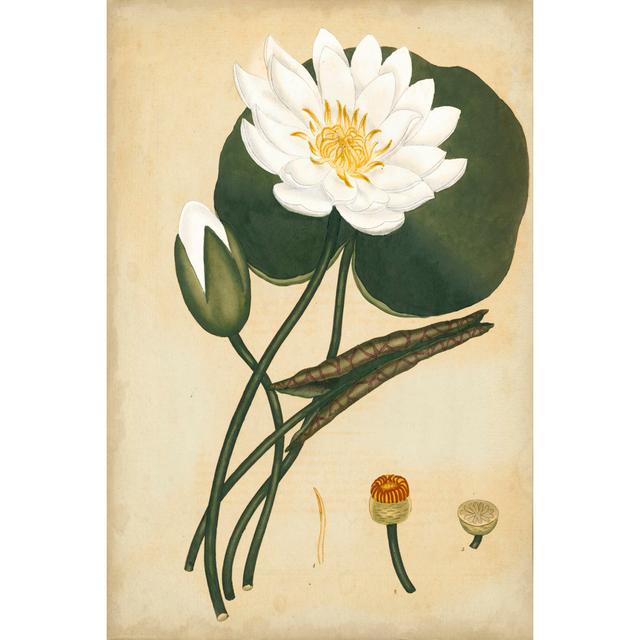 White Water Lily by Henry Andrews - Wrapped Canvas Painting Rosalind Wheeler Size: 30cm H x 20cm W x 3.8cm D on Productcaster.