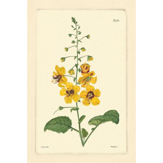 Yellow Curtis Botanical II - Wrapped Canvas Painting August Grove Size: 76cm H x 51cm W x 3.8cm D on Productcaster.