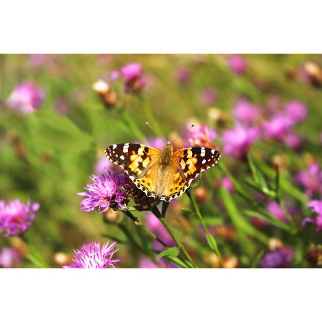 Meadowside Butterfly On Blossom by Gabriele Grassl - Wrapped Canvas Print 17 Stories Size: 20cm H x 30cm W x 3.8cm D on Productcaster.