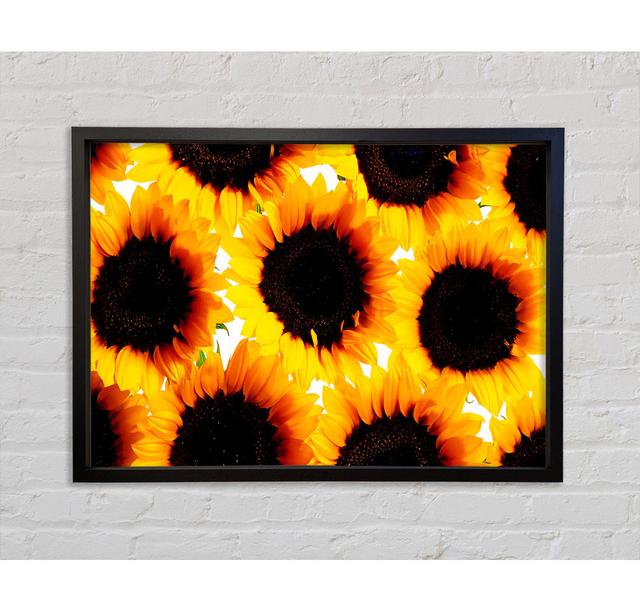 Sunflower Galore - Einzelner Bilderrahmen Kunstdrucke auf Leinwand Sommerallee Größe: 84,1 cm H x 118,9 cm B x 3,3 cm T on Productcaster.