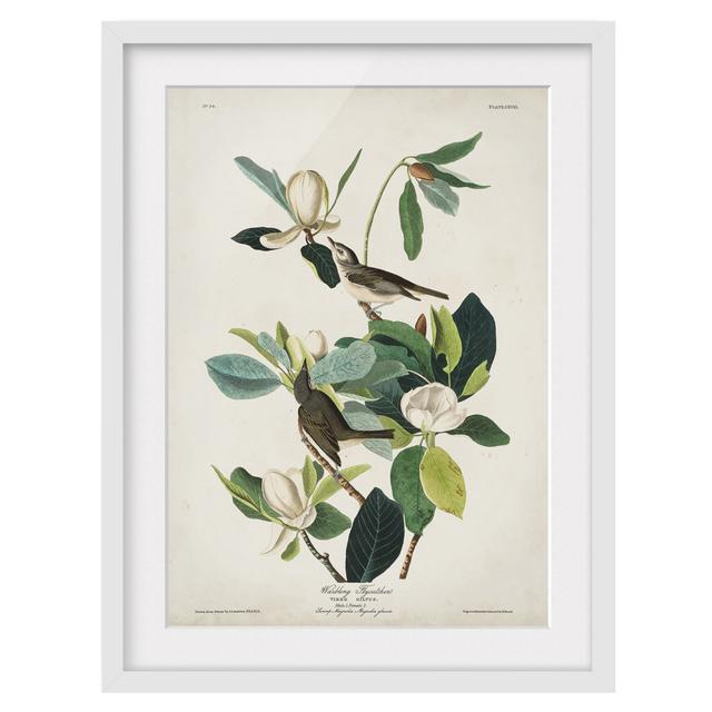 Vintage Educational Flycatcher - Picture Frame Graphic Art Marlow Home Co. Size: 55cm H x 40cm W x 2cm D, Frame Option: White Framed on Productcaster.