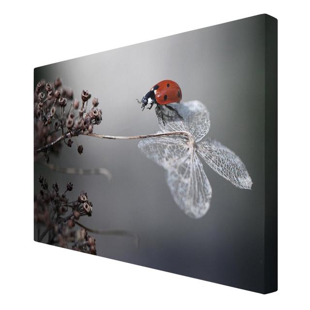 Ladybird on a Hydrangea Photographic Print on Canvas East Urban Home Size: 90cm L x 60cm W on Productcaster.