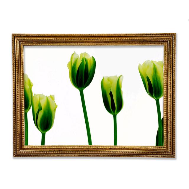 Weiß Grüne Tulpenparade Gerahmter Druck Ebern Designs Größe: 42 cm H x 59,7 cm B x 3 cm T, Format: Poster mit Rembrandt-schwarzem/goldenem Rahmen on Productcaster.