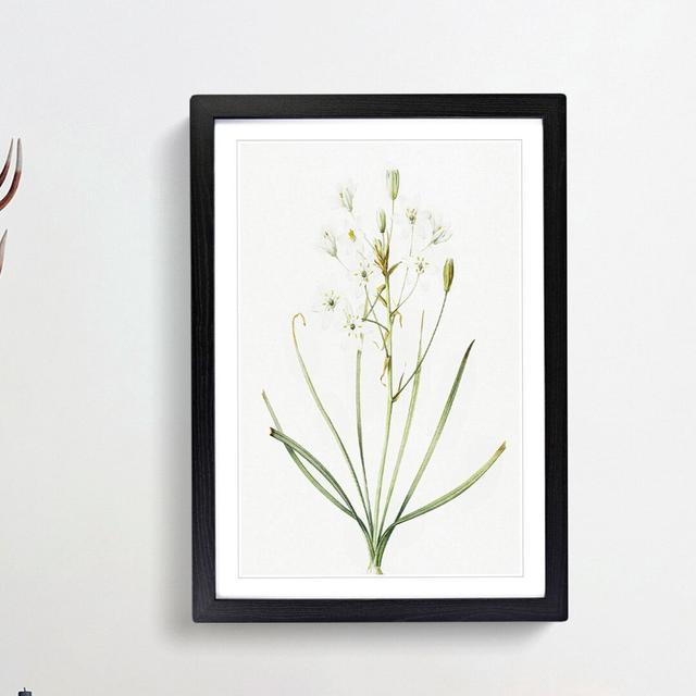 Ornithogalum Flowers by Pierre-Joseph Redoute - Picture Frame Painting Print East Urban Home Size: 36cm H x 27cm W x 2cm D, Frame Option: Black Framed on Productcaster.