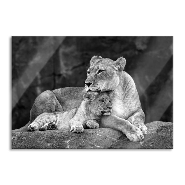 Lion Cubs - No Frame Print on Glass 17 Stories Colour: Grey/Brown/Blue, Size: 60cm H x 80cm W x 0.4cm D on Productcaster.