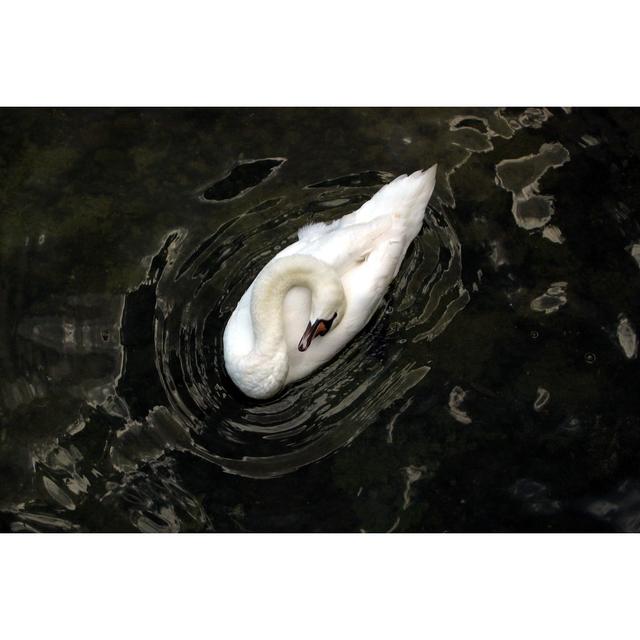 Sagefield Sleeping Swan - Wrapped Canvas Photograph 17 Stories Size: 30cm H x 46cm W x 3.8cm D on Productcaster.