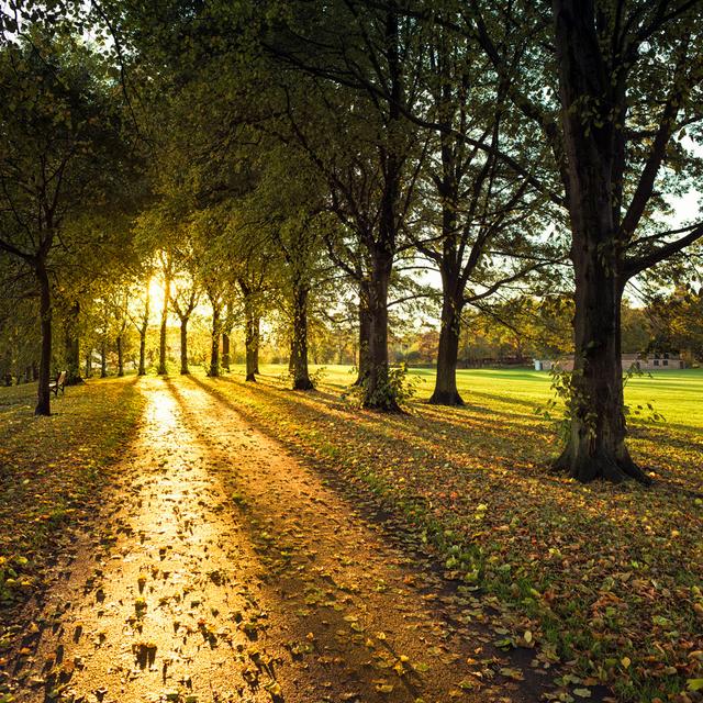 Autumn Path At Sunset by Georgeclerk - Print 17 Stories Size: 76cm H x 76cm W on Productcaster.