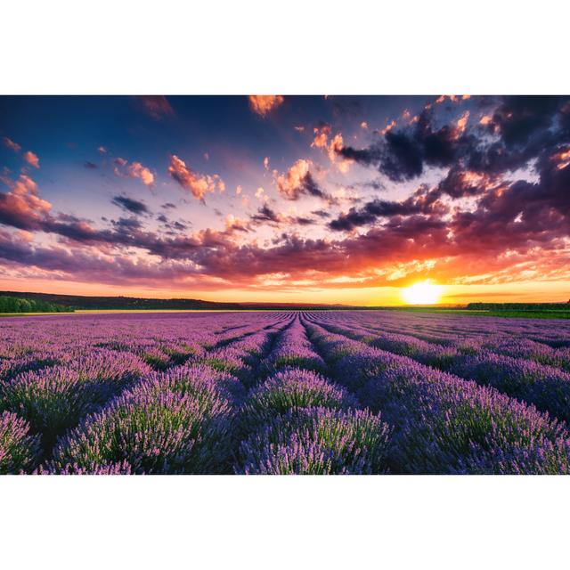 Leinwandbild Lavender Flower Blooming Fields in Endless Rows Sunset Shot Ebern Designs Größe: 81cm H x 122cm B on Productcaster.