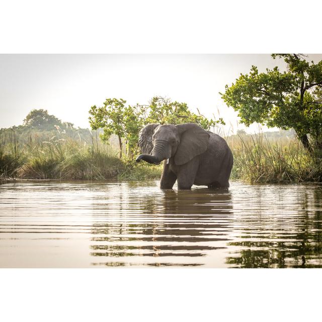 African Elephant Standing In Water by Sasacvetkovic33 - Wrapped Canvas Print 17 Stories Size: 30cm H x 46cm W x 3.8cm D on Productcaster.