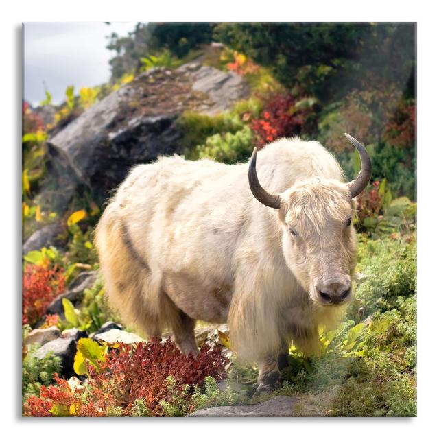 Beautiful Yak Himalayan - Unframed Photograph on Glass August Grove Size: 60cm H x 60cm W x 0.4cm D on Productcaster.