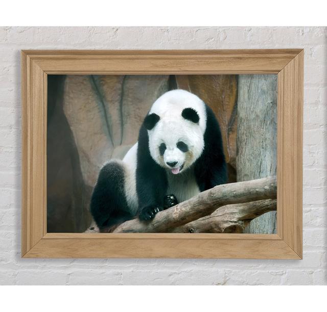 Panda Zunge - Druck Bright Star Größe: 84,1 cm H x 142,2 cm B x 8 cm T on Productcaster.