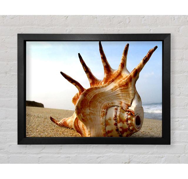 Gerahmter Fotodruck Whelk Shell On The Beach House of Hampton Größe: 42,1 cm H x 59,7 cm B on Productcaster.