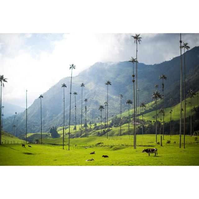 Cow Stands by Palm Trees by Jtobiasonphoto - Wrapped Canvas Photograph August Grove Size: 51cm H x 76cm W x 3.8cm D on Productcaster.