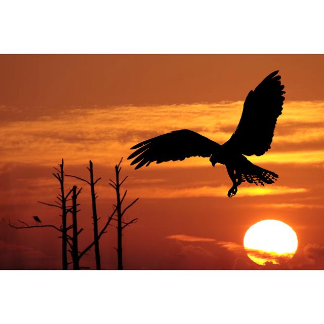 Silhouetted Osprey By Morning Sun - Wrapped Canvas Photograph Latitude Run Size: 20cm H x 30cm W x 3.8cm D on Productcaster.