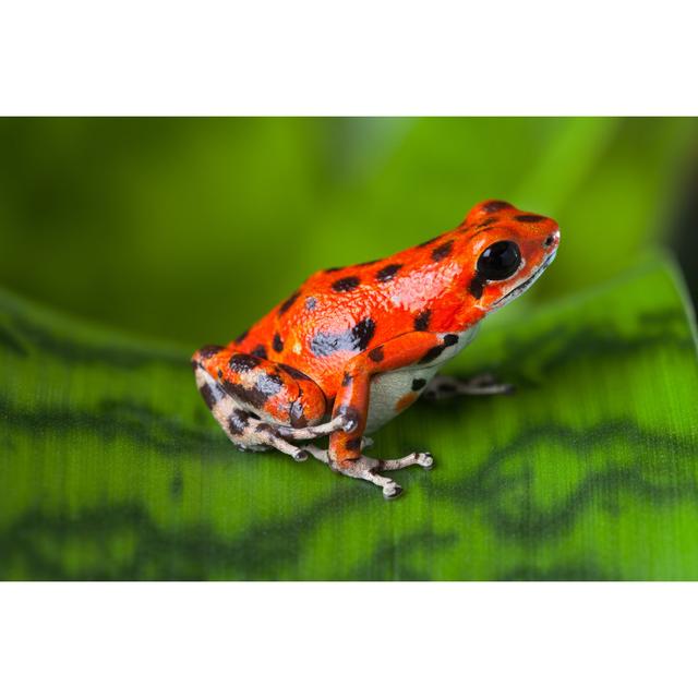 Red Poison Frog 17 Stories Size: 20cm H x 30cm W on Productcaster.