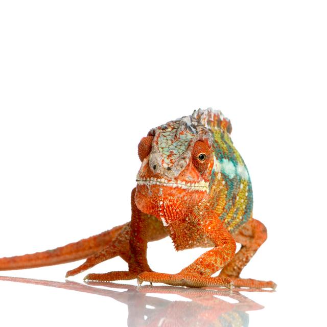 Panther Chameleon Photograph by Globalp - Wrapped Canvas Photograph Latitude Run Size: 122cm H x 122cm W x 3.8cm D on Productcaster.